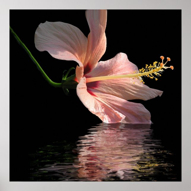 Hibiscus reflection poster (Front)