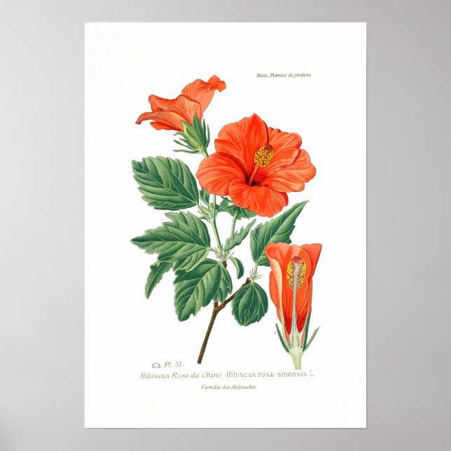 Hibiscus Rosa-sinensis Poster (Front)