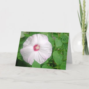 Hibiscus Rosa Thank You Card