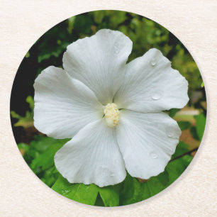 Hibiscus Round Paper Coaster
