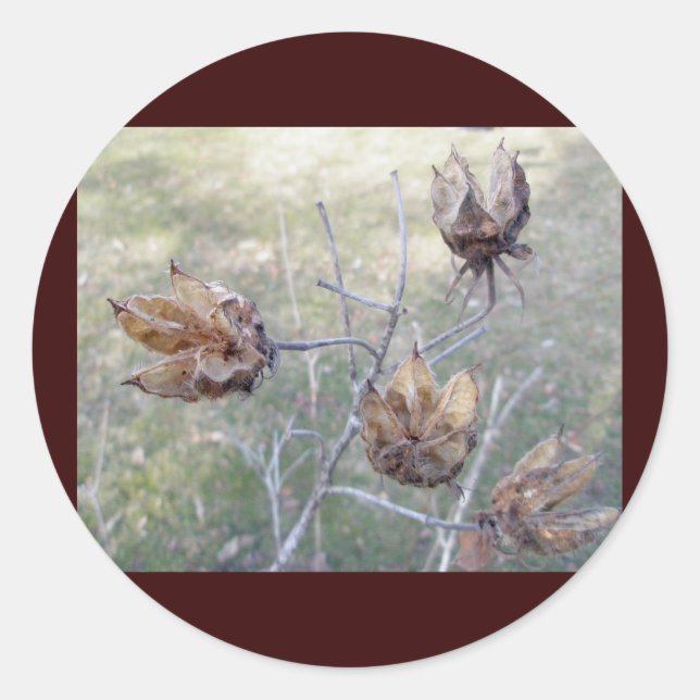 Hibiscus Seed Pods Stickers (Front)