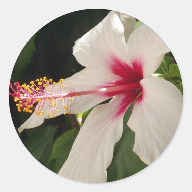 Hibiscus Stickers (Front)