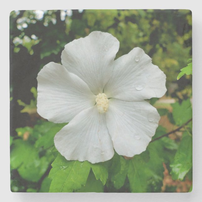 Hibiscus Stone Coaster (Front)