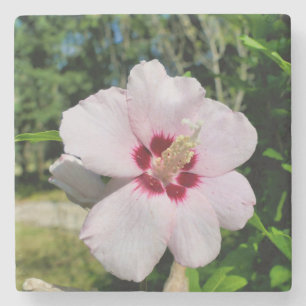 Hibiscus Stone Coaster
