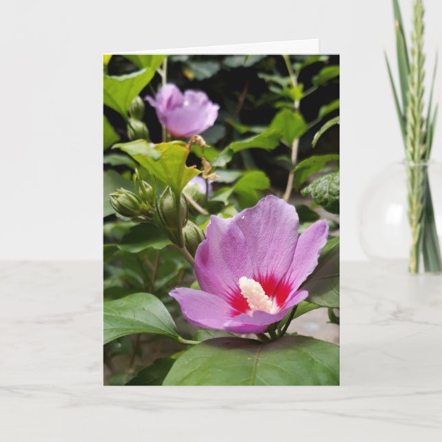 Hibiscus syriacus Aphrodite Shrub , rose Bloom Card (Front)