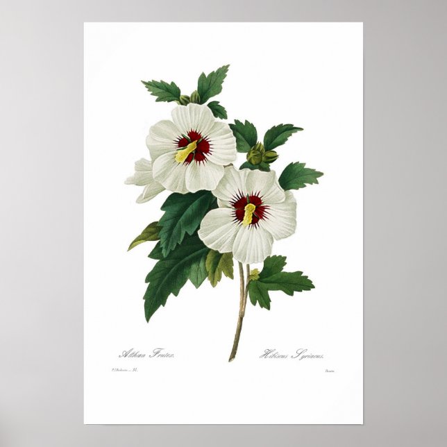 Hibiscus syriacus poster (Front)