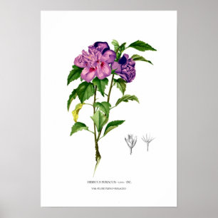 Hibiscus syriacus poster