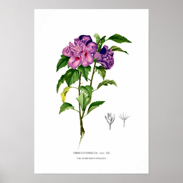 Hibiscus syriacus poster (Front)