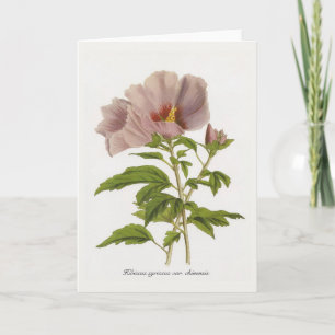 Hibiscus syriacus var. chinensis by Louis-Aristide Card
