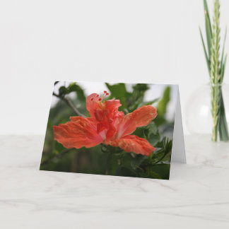 Hibiscus Thank You Card