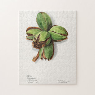 Hickory (Carya) Fruit Watercolor Painting Jigsaw Puzzle