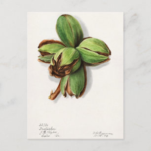 Hickory (Carya) Fruit Watercolor Painting Postcard