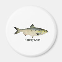 Hickory Shad
