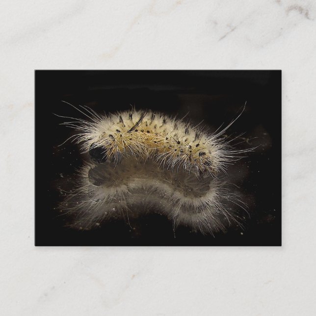 Hickory Tussock Caterpillar ATC Business Card (Front)