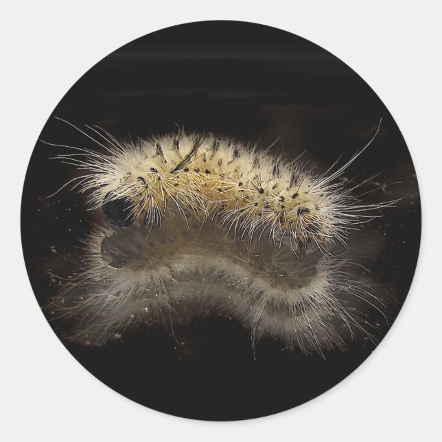 Hickory Tussock Caterpillar Classic Round Sticker (Front)