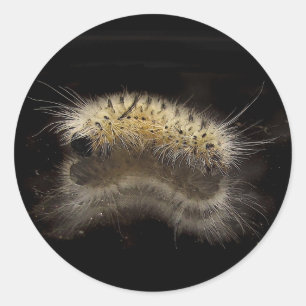 Hickory Tussock Caterpillar Classic Round Sticker