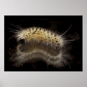 Hickory Tussock Caterpillar Poster