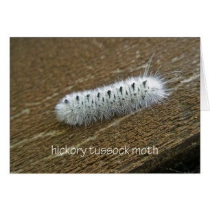 Hickory Tussock Moth (Lophocampa caryae) Items