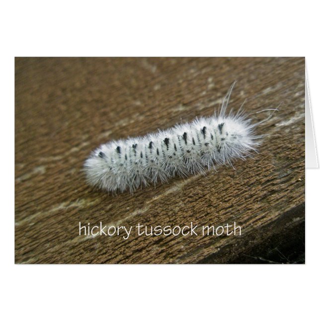 Hickory Tussock Moth (Lophocampa caryae) Items (Front Horizontal)