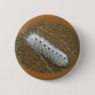 Hickory Tussock Moth (Lophocampa caryae) Items 6 Cm Round Badge