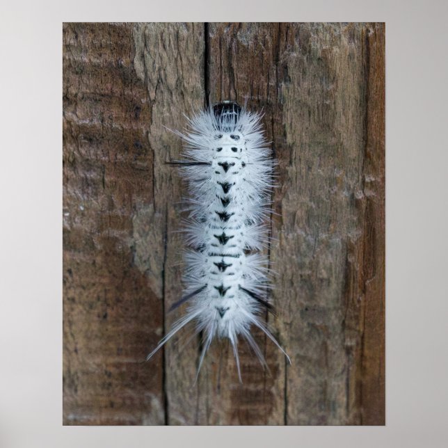 Hickory Tussock Moth Poster (Front)