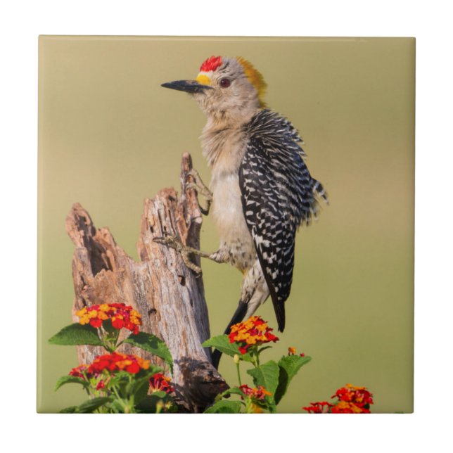 Hidalgo County, Texas. Golden-fronted Woodpecker Ceramic Tile (Front)