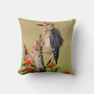 Hidalgo County, Texas. Golden-fronted Woodpecker Cushion