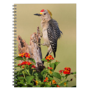 Hidalgo County, Texas. Golden-fronted Woodpecker Notebook