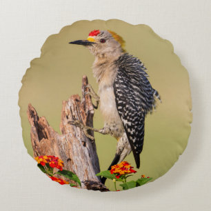 Hidalgo County, Texas. Golden-fronted Woodpecker Round Cushion