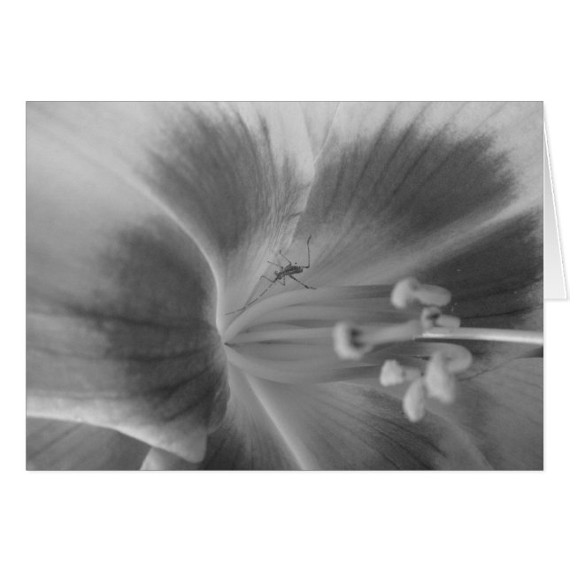 Hidden Bug Card (Front Horizontal)