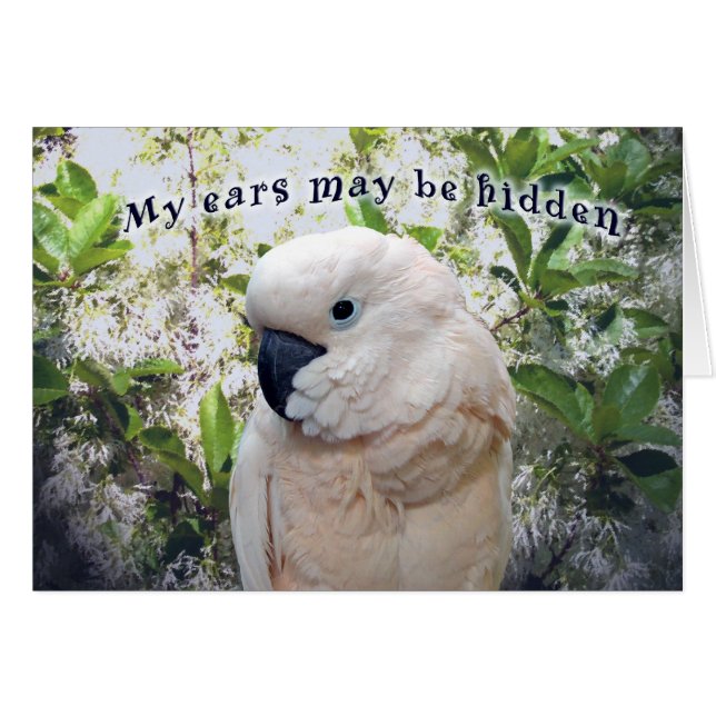 Hidden Ears (Front Horizontal)