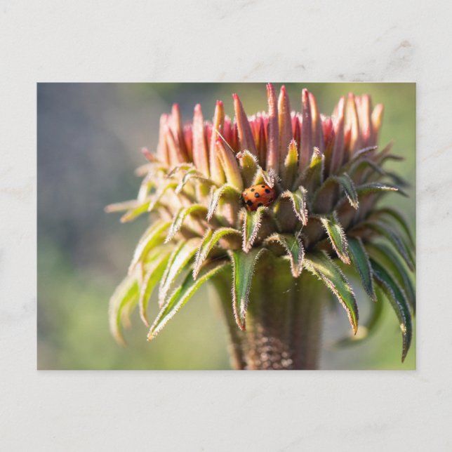 Hidden Gem - Echinacea Postcard (Front)