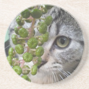 Hidden Kitten Coaster