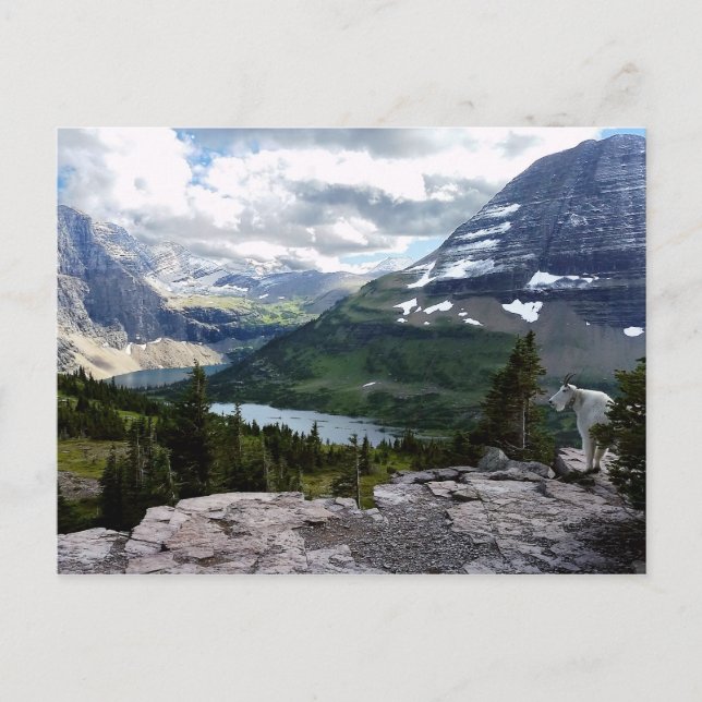 Hidden Lake Overlook Glacier National Park Montana Postcard (Front)