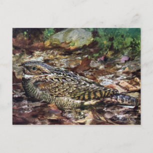 Hidden Whippoorwill Postcard