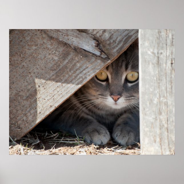 Hide-a-Kitty Poster (Front)