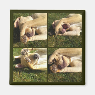 Hide and Seek Puppy Magnet