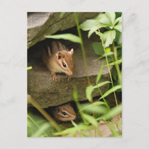 Hide & Seek Baby Chipmunk Siblings Postcard