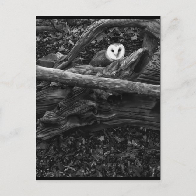 Hide & Seek Postcard (Front)