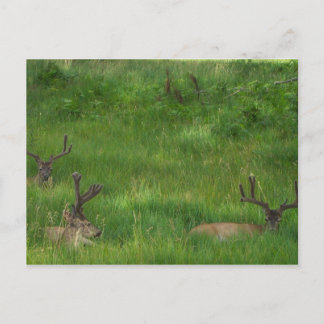 Hiding Deer Postcard