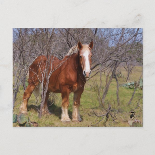 Hiding Horse Postcard (Front)