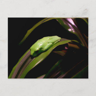 "Hiding in Plain Sight" postcard