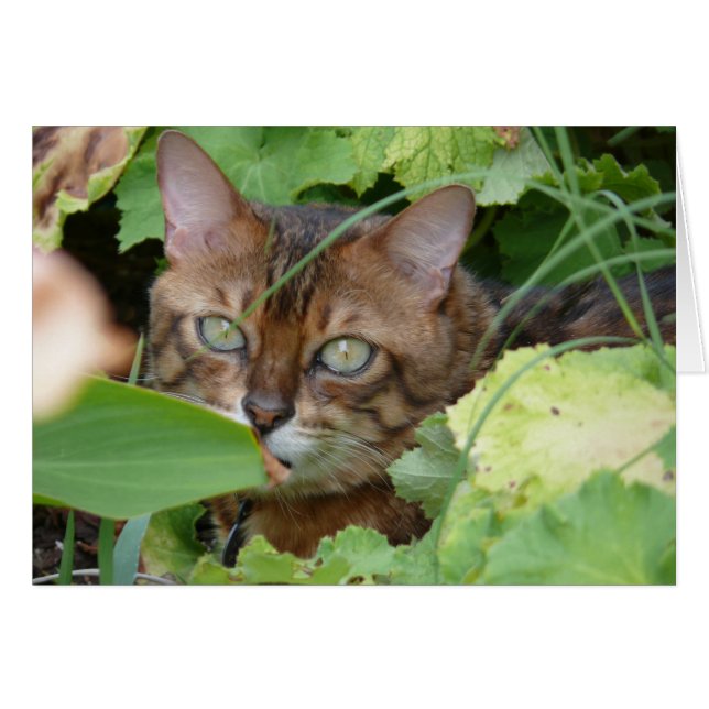 Hiding in the Garden (Front Horizontal)