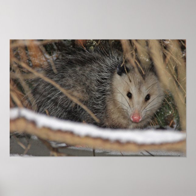 Hiding Opossum Poster (Front)