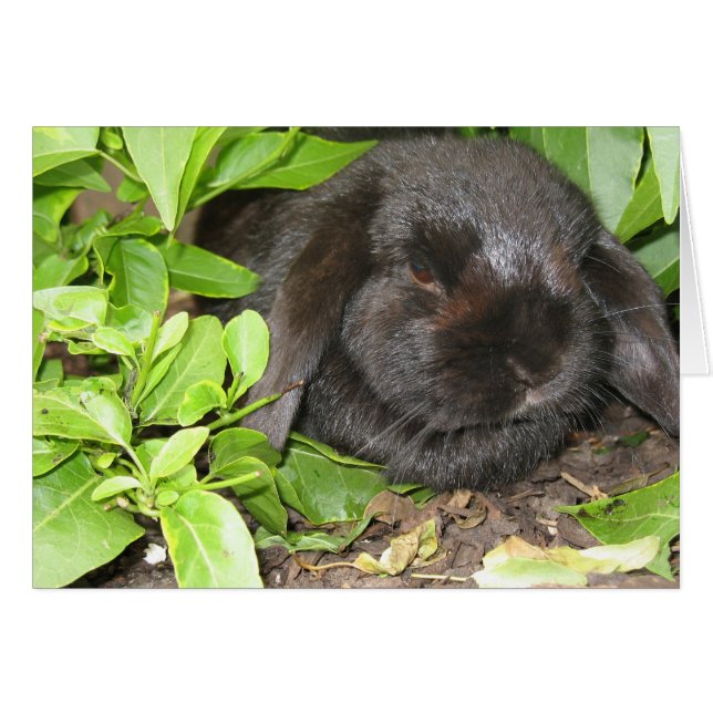 Hiding Place (Front Horizontal)