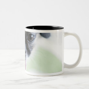 High angle view of an Eskimo Dog Two-Tone Coffee Mug