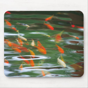 High angle view of koi crap fish in a pond mouse pad