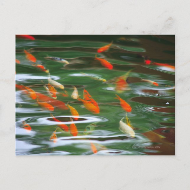 High angle view of koi crap fish in a pond postcard (Front)