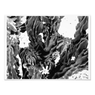 High Contrast Cactus Photo // Black and White Print