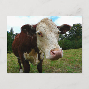 High Def Hereford Postcard